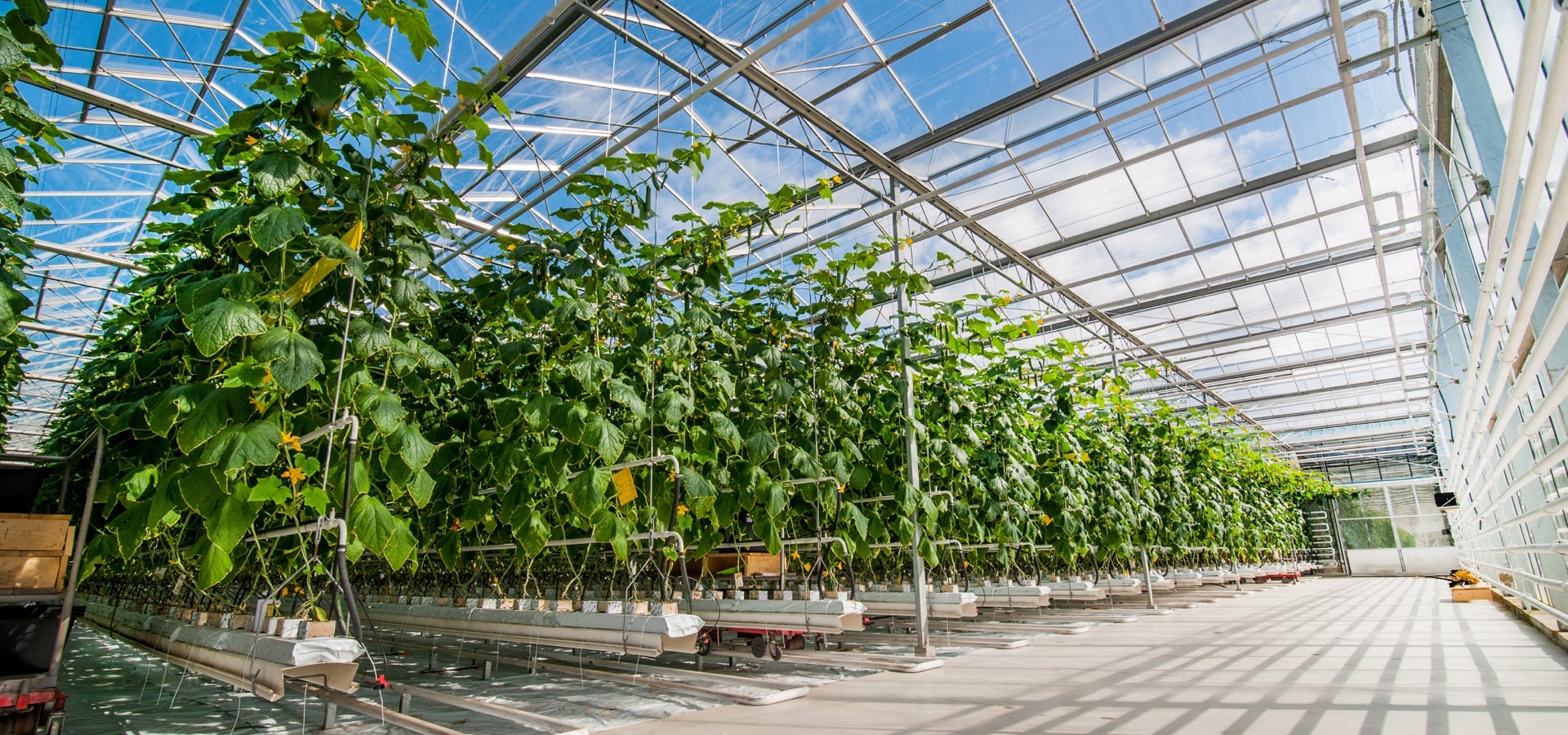 How To Grow Vegetables - Organic Growing In A Halls Greenhouse