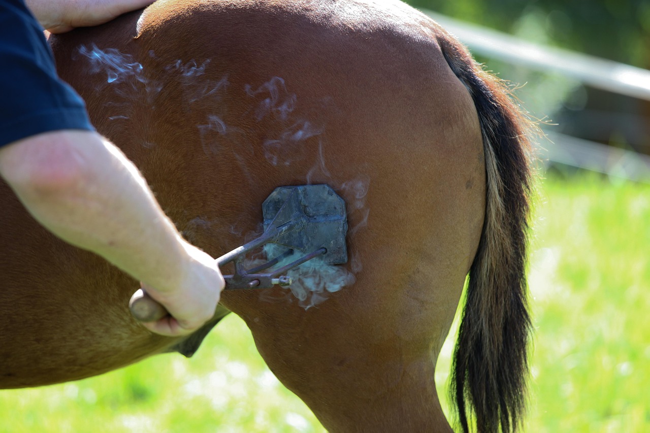 Horse, fire, craft — Men's Healthy Skin Care Brand to obstruct the results of your time