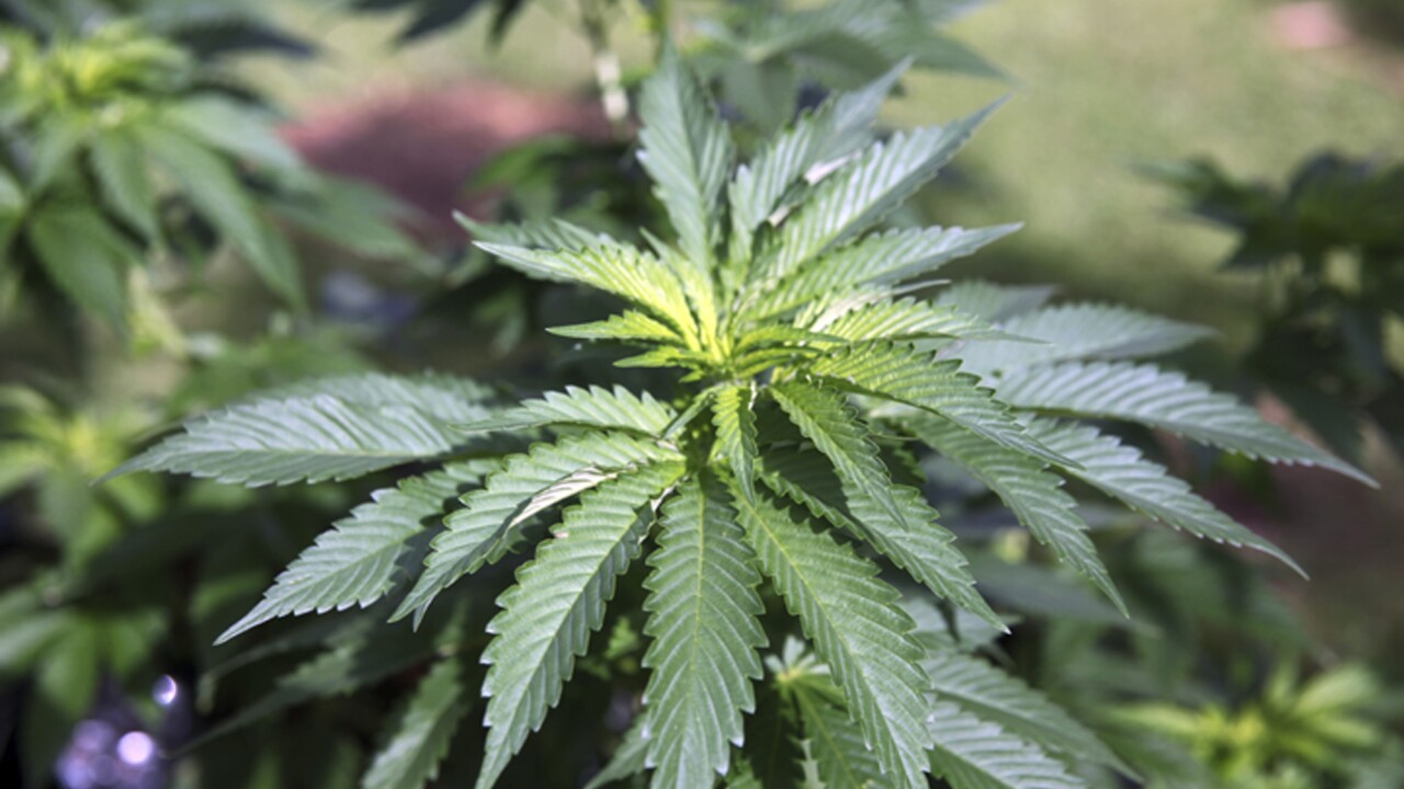Weed DC: Navigating the Unique Landscape of Cannabis in Washington, D.C.